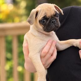 Fawn Boy 1 - Fawn male Pug puppy in Mississippi from Pearl River Pugs
