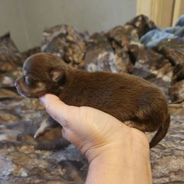 Hazel - Chocolate and tan female Chihuahua puppy in Bethlehem, Pennsylvania from Steel City Exotics