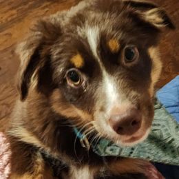 Meadow - Miniature Australian Shepherd