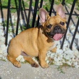 French Bulldogs from SnubNub Frenchies