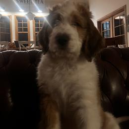 Saint Berdoodle Puppies from Country Manor Saint Berdoodles