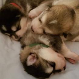 Alaskan Malamute Puppies from Sequoia Timber Malamutes
