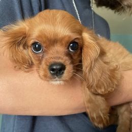Cavalier King Charles Spaniels from Newton County Cavaliers LLC