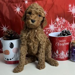 Purple Collar Standard Poodle - Red  female Poodle puppy in Murrayville, Georgia from Spoiled Rotten Kennels