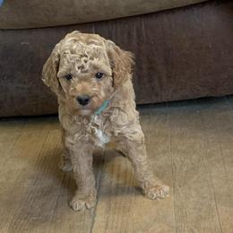 Butch - Apricot male Goldendoodle puppy in Haddam, Kansas from Golden B Acres