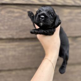 Cocker Spaniel Puppies from MGs Cockers