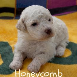 Lagotto Romagnolo puppies from Shooting Star Water Dogs