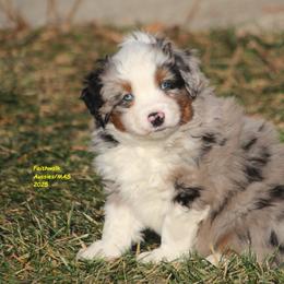 Storm, blue eyes - Black tri male Miniature American Shepherd puppy in Hillsdale, Michigan from Faithwalk Aussies and Mini American Shepherds