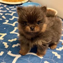 Ryan - Black and tan male Pomeranian puppy in Newport Beach, California from Exotic City Pomeranians and chihuahuas
