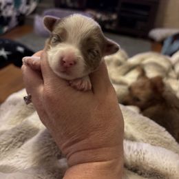 Cracker chocolate blonde parti - Parti male Yorkshire Terrier puppy in Lamar, Missouri from Carney Kennels