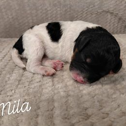 Mila - Parti female Goldendoodle puppy in Eau Claire, Wisconsin from Fisher River Doodle's