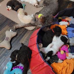 Poodle Puppies from Jazzi Oodles