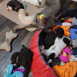 Poodle Puppies from Jazzi Oodles