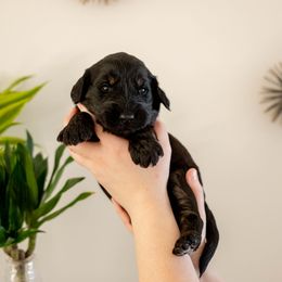 Gandalf - Phantom male Goldendoodle puppy in New River, Arizona from Sonoran Standard Doodles