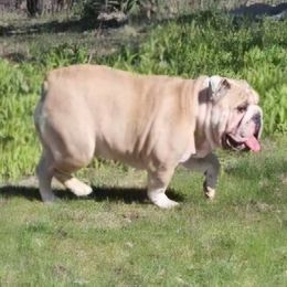 Wednesday - Bulldog