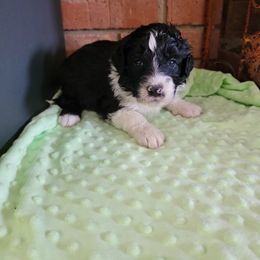 Aussiedoodle and Poodle Puppies from Waterford Doodle Farm
