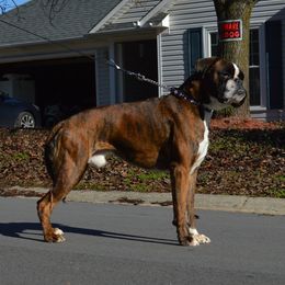 Sinatra - Boxer