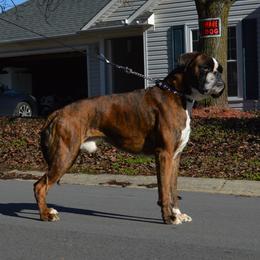 Sinatra - Boxer