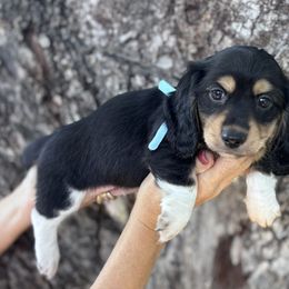 Boots - Piebald male Dachshund puppy in Early, Texas, Texas from Lady J’s Dachshunds