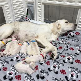 Dark Blue - Light golden male Golden Retriever puppy in Waterloo, Indiana from All 4 Paws of Pheasant Run