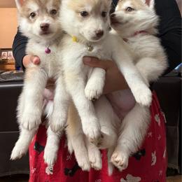 Pink Girl - Red and white female Siberian Husky puppy in Squaw Valley, California from Bear Mountain