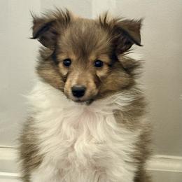 Cognac - Sable & white male Toy Shetland Sheepdog puppy in Indianapolis, Indiana from Skoshie’s Shelties