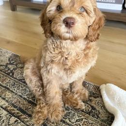 Australian Labradoodle Puppies from Pixie Doodle Paws