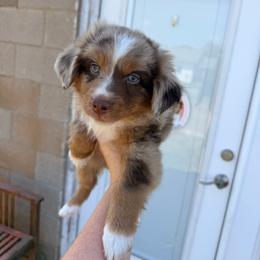 Bear - Red merle male Australian Shepherd puppy in Cushing, Oklahoma from Little Pastures Australian Shepherds