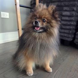 Loki - Orange sable male Pomeranian puppy in New Lenox, Illinois from Illinois Poms