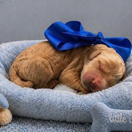Biscuit - Cream male Goldendoodle puppy in The Woodlands, Texas from Gracie's Goldendoodles and Bernedoodles