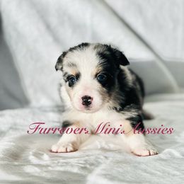 Girl 3 - Blue merle Miniature Australian Shepherd puppy in Visalia, California from Furrever.Mini.Aussies.llc