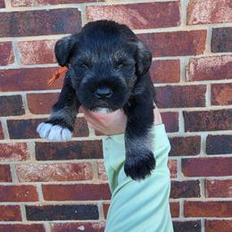 Rainier - Salt and pepper male Miniature Schnauzer puppy in Piedmont, Oklahoma from J&K's Miniature Schnauzers