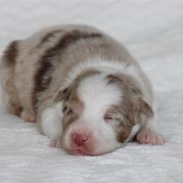 March - Red merle female Australian Shepherd puppy in Circleville, Utah from Canyon Creek Aussies