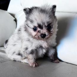 Boy - Blue merle male Pomeranian puppy in Los Angeles, Santa Clarita, California from LT_Poms