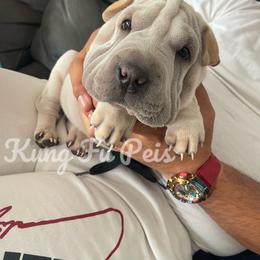 Milo - Cream male Chinese Shar-Pei puppy in Machesney Park, Illinois from Kung Fu Peis