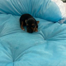 Puppy 3 - Black and tan male Yorkshire Terrier puppy in Virginia Beach, Virginia from Mary's Precious Yorkies