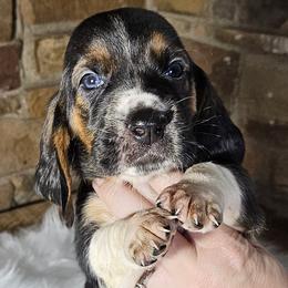 Purple Collar Boy - 3250 - Black white and brown male Basset Hound puppy in Richland Hills, Texas from The Basset Family