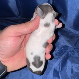 Dawn - Blue and cream female Dachshund puppy in Copperas Cove, Texas from Creme de la Creme Dachshunds