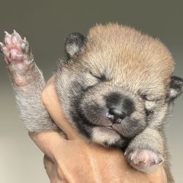 Boy 2 - Red male Shiba Inu puppy in Nampa, Idaho from Hillsdale Shiba Inu