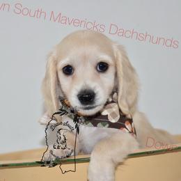 Blue cream boy - Cream male Dachshund puppy in Seminary, Mississippi from Down South Mavericks Dachshunds
