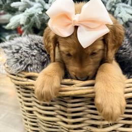 Praline - Dark golden female Golden Retriever puppy in Shingle Springs, California from Creamy Retrievers