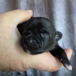 Zeus - Black male Chihuahua puppy in East Camden, Arkansas from RoyAl