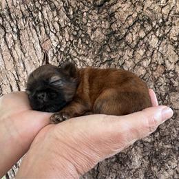 Cagney - Red and white female Shih Tzu puppy in Tampa, Florida from Shih Tzus of Kingshyre