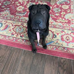 Tank - Chinese Shar-Pei