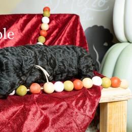 Apple - Black female Poodle puppy in Spring Branch, Texas from Mezzo Poodles