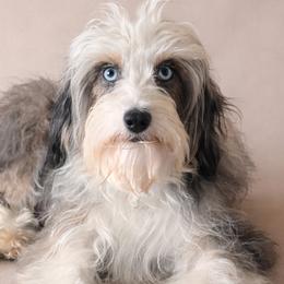 Dahlia - Aussiedoodle