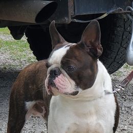 Yeti - Boston Terrier