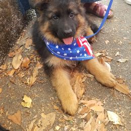 German Shepherd Puppies from H German Shepherds