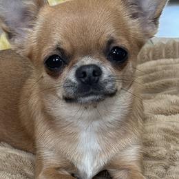 Cookie - Chihuahua