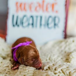 Ember - Apricot female Goldendoodle puppy in Ludington, Michigan from WestShoreDoodles